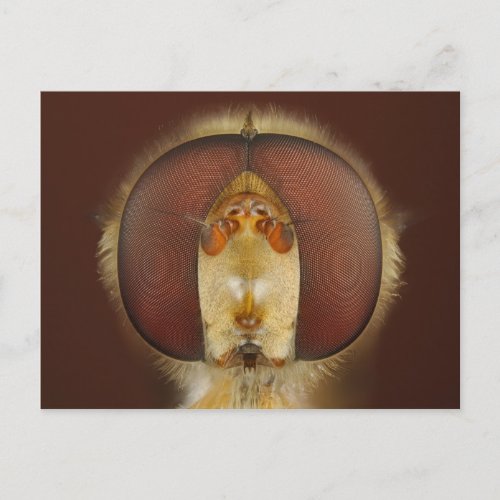 Head and Compound Eyes of a Hover Fly Postcard