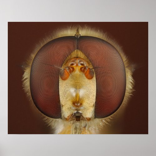 Head and Compound Eyes of a Hover Fly Poster