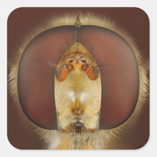 Head and Compound Eyes of a Hover Fly Square Sticker