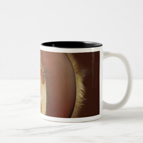 Head and Compound Eyes of a Hover Fly Two_Tone Coffee Mug