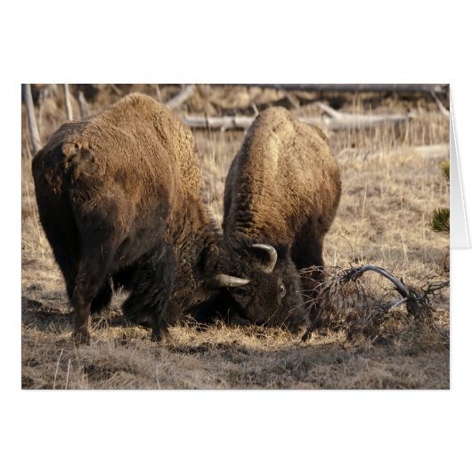 Head Butting Bison - Card (Front Horizontal)