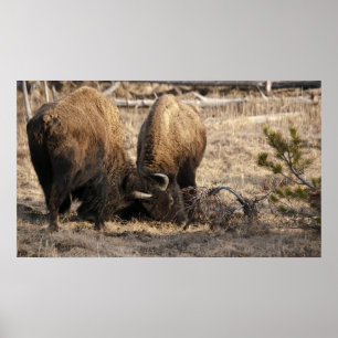 Head Butting Bison - Fine Art Print