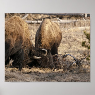Head Butting Bison - Fine Art Print
