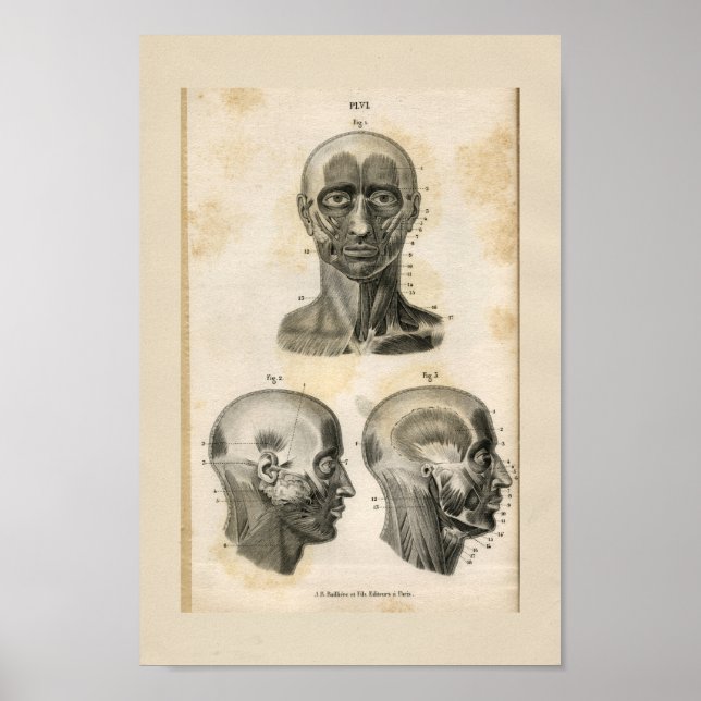 Head Neck Muscles Vintage Anatomy Print (Front)