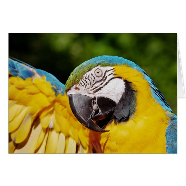 Head of a Blue and Yellow Macaw  Cards (Front Horizontal)