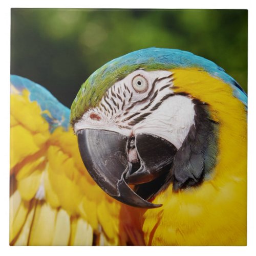 Head of a Blue and Yellow Macaw  Ceramic Tile