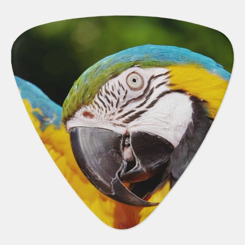 Head of a Blue and Yellow Macaw  Guitar Pick