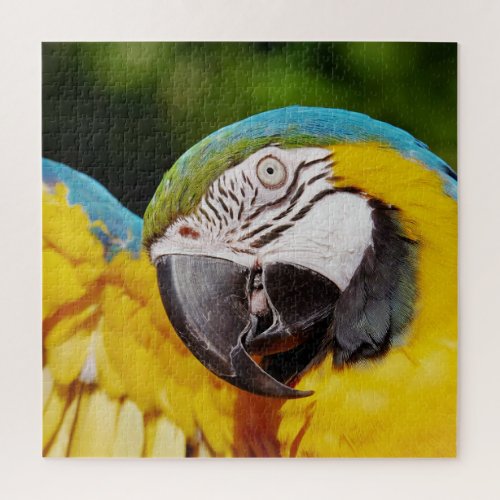 Head of a Blue and Yellow Macaw  Jigsaw Puzzle