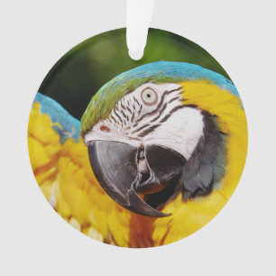 Head of a Blue and Yellow Macaw  Ornament
