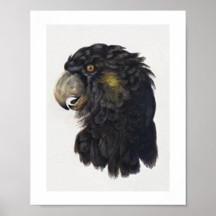 Head of a Cockatoo (1725–1792) by Aert Schouman. Poster