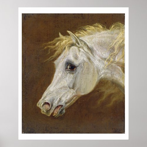 Head of a Grey Arabian Horse oil on canvas on pan Poster