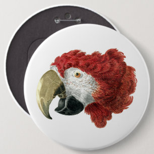 Head of a Macaw (1725–1792) Aert Schouman Button
