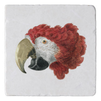 Head of a Macaw (1725–1792) Aert Schouman Trivet