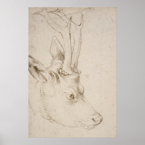 Head of a Roebuck by Albrecht Durer Poster