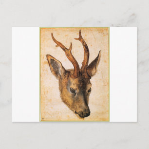 Head of a Stag by Albrecht Durer Postcard
