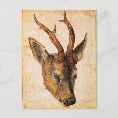 Head of a Stag by Albrecht Durer Postcard