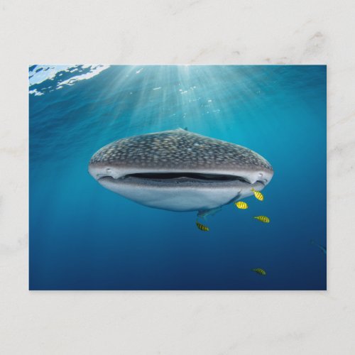 Head of a Whale Shark Postcard