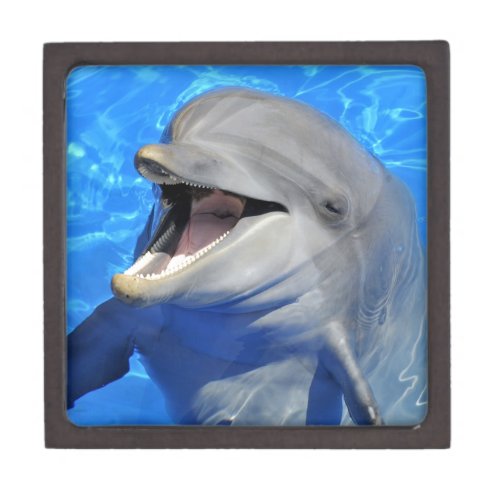 Head of  bottlenose dolphin gift box