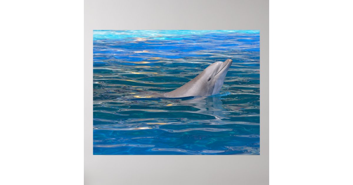 Head of bottlenose dolphin poster | Zazzle