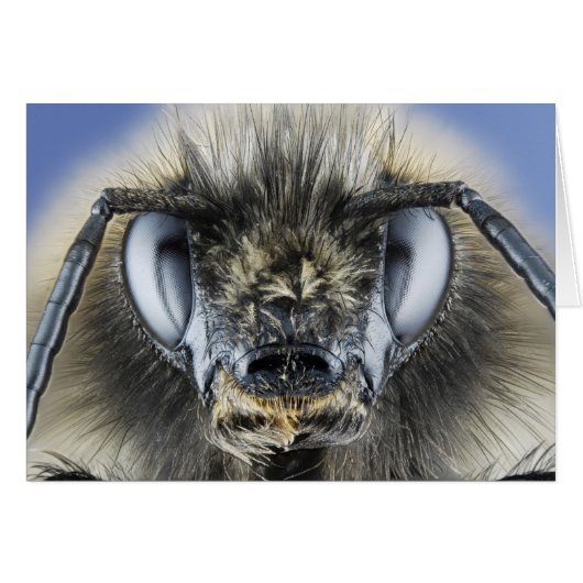 Head of bumblebee cards (Front Horizontal)