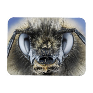 Head of bumblebee magnet