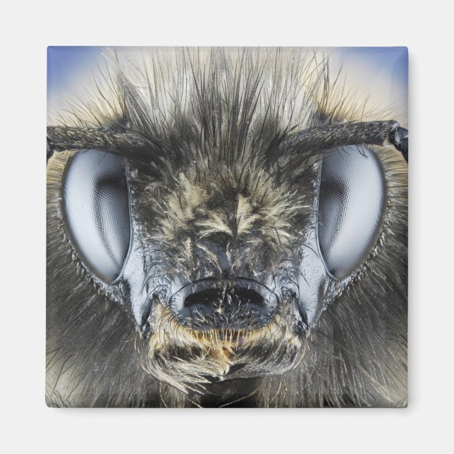 Head of bumblebee magnet (Front)