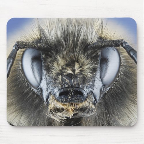 Head of bumblebee mouse pad