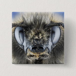 Head of bumblebee pinback button