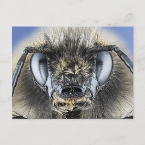 Head of bumblebee postcard