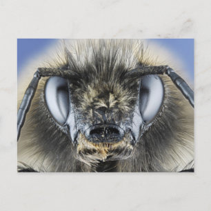 Head of bumblebee postcard