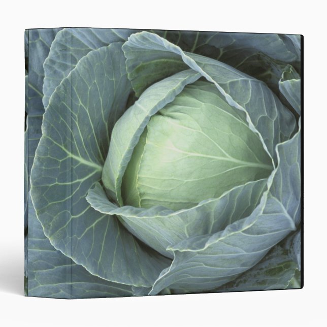 Head of cabbage with drops of water binder (Front/Spine)
