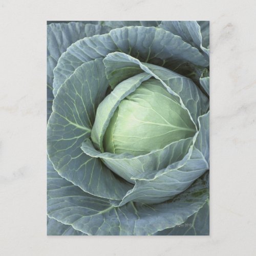 Head of cabbage with drops of water postcard