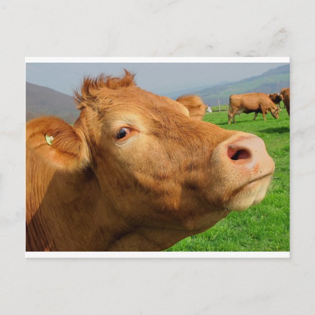 HEAD OF COW POSTCARD (Front)