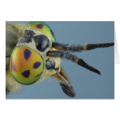 Head of deer fly (Front Horizontal)