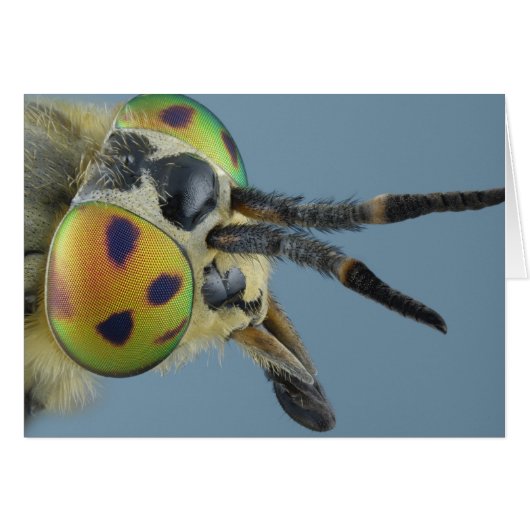 Head of deer fly cards (Front Horizontal)