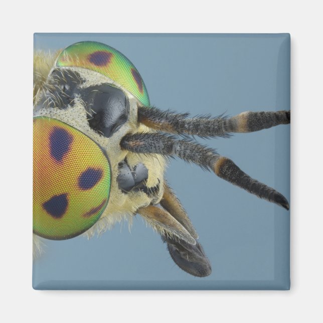 Head of deer fly magnet (Front)