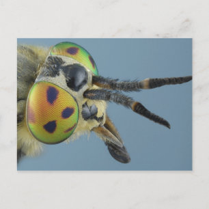 Head of deer fly postcard