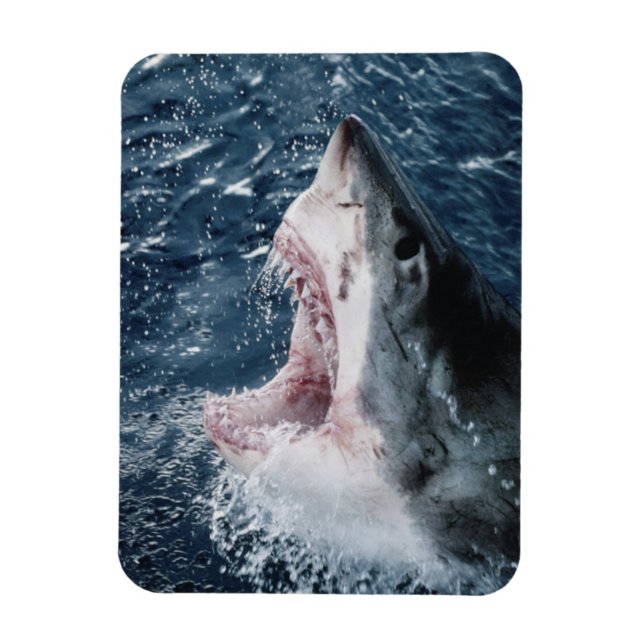 Head of Great White Shark Magnet (Vertical)