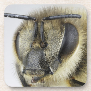 Head of honeybee beverage coaster