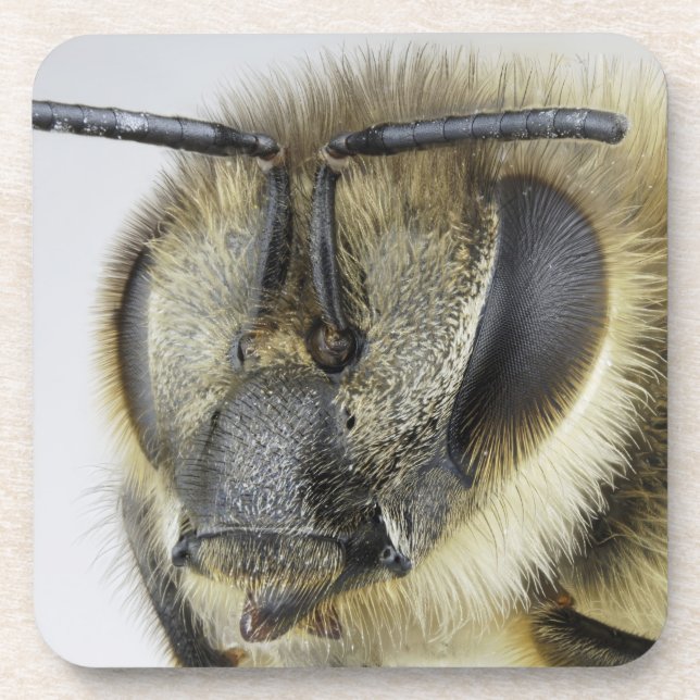 Head of honeybee beverage coaster (Front)