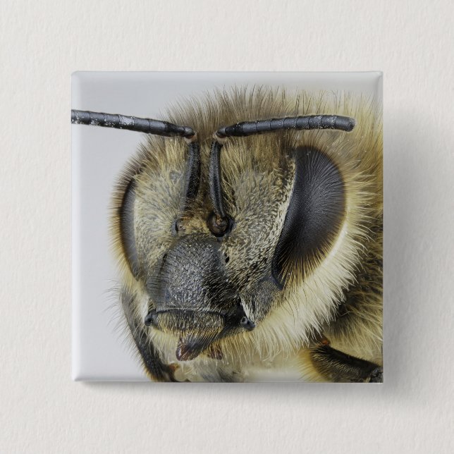 Head of honeybee button (Front)