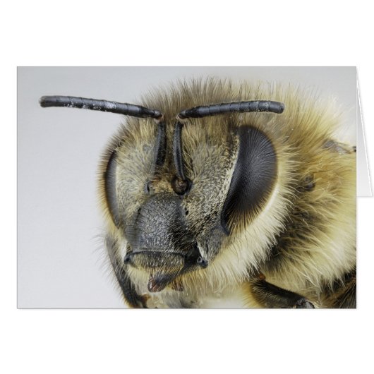 Head of honeybee cards (Front Horizontal)