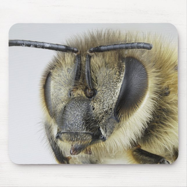 Head of honeybee mouse pad (Front)