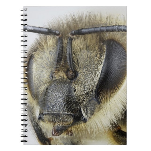 Head of honeybee notebook (Front)