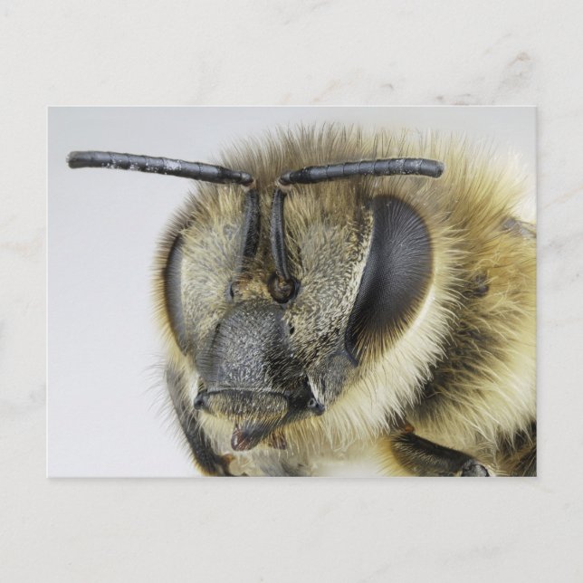 Head of honeybee postcard (Front)