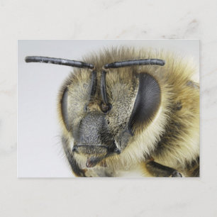 Head of honeybee postcard