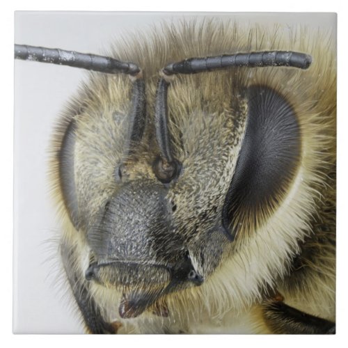 Head of honeybee tile
