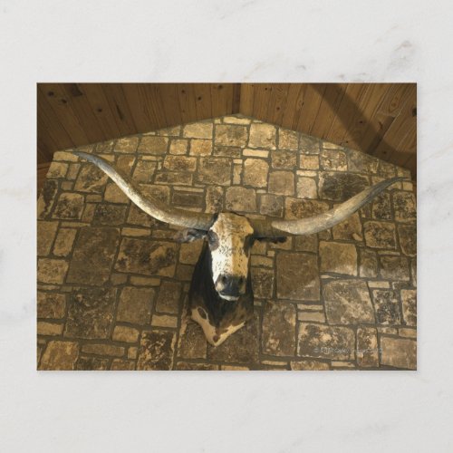 Head of longhorn steer mounted on wall postcard