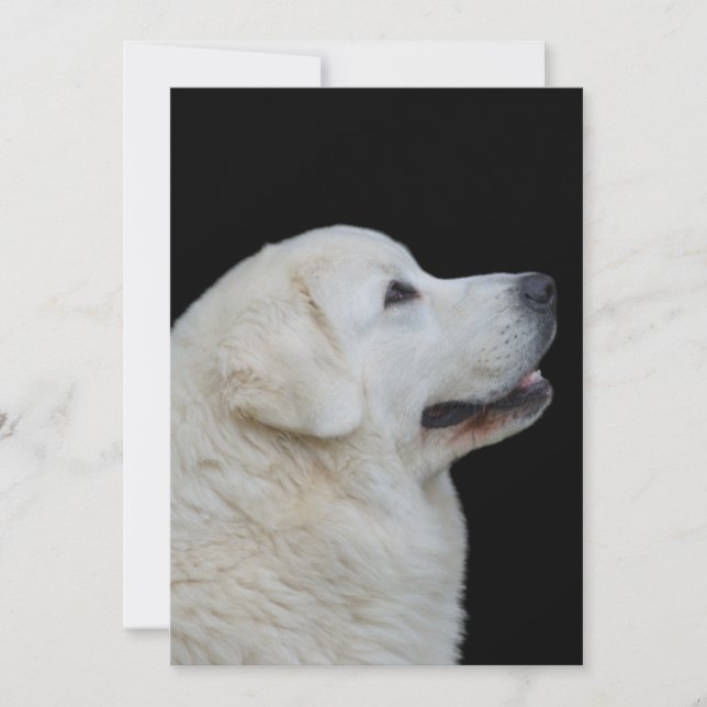 Head of Stunning Polish Tatra Sheepdog on Card (Front)