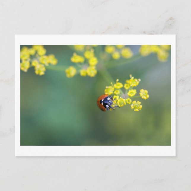head on ladybug postcard (Front)